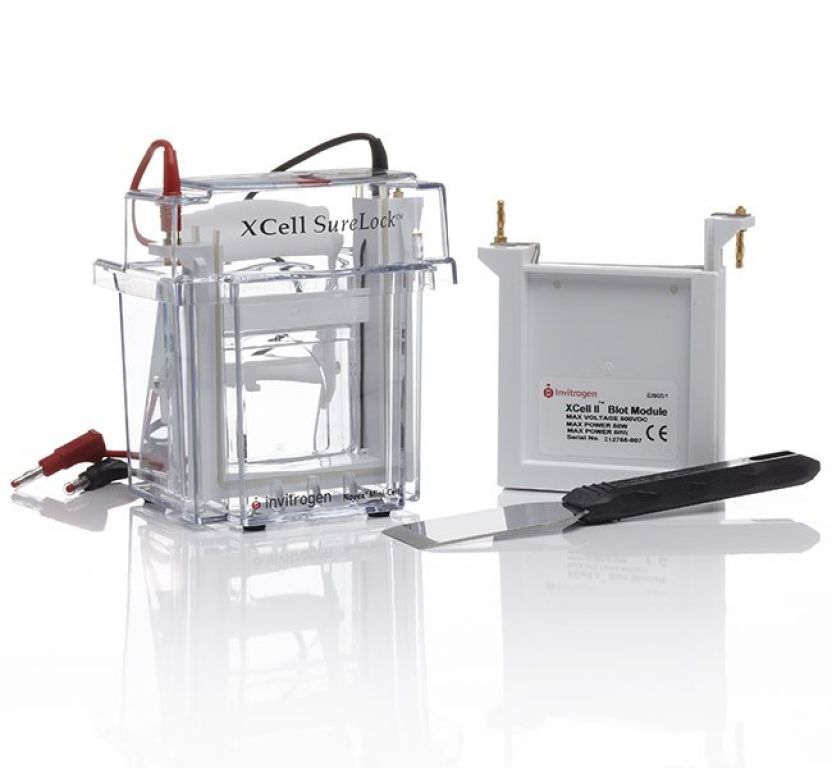 XCell SureLock™ Mini-Cell and XCell II™ Blot Module