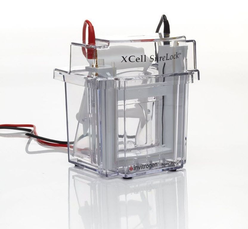 XCell SureLock™ Mini-Cell Electrophoresis System